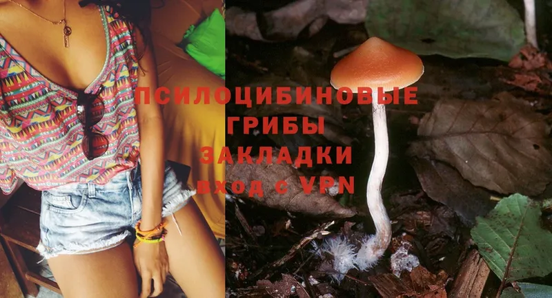 Галлюциногенные грибы Cubensis  Ветлуга 